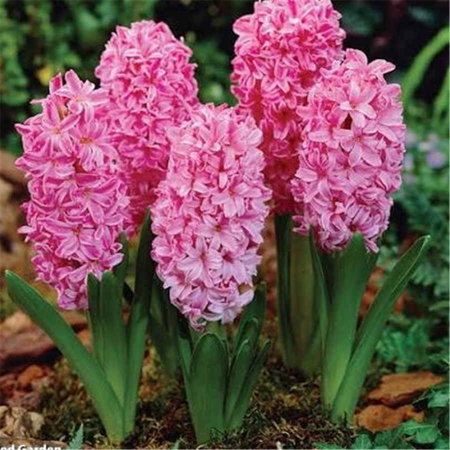 Hiacinte Pink Pearl 3gab