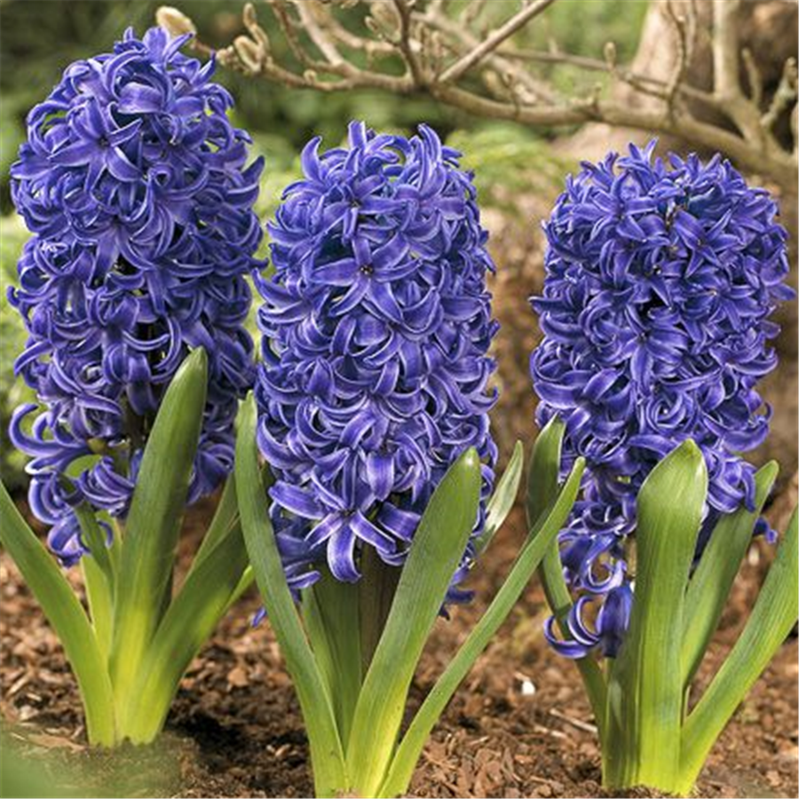 Hiacinte BLUE PEARL 3gab