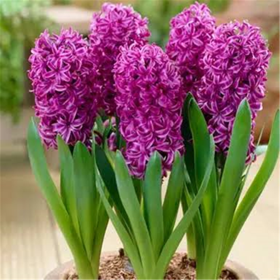 Hiacinte Purple Sensation 3gab