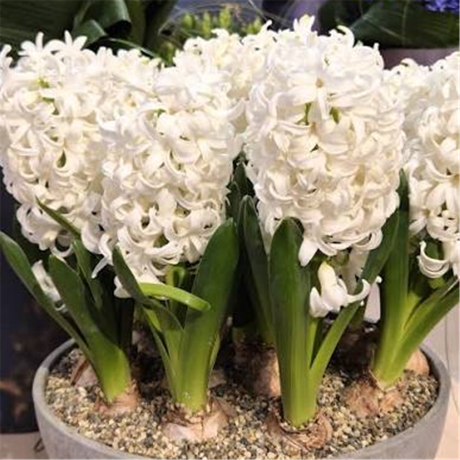 Hiacinte White Pearl 3gab.