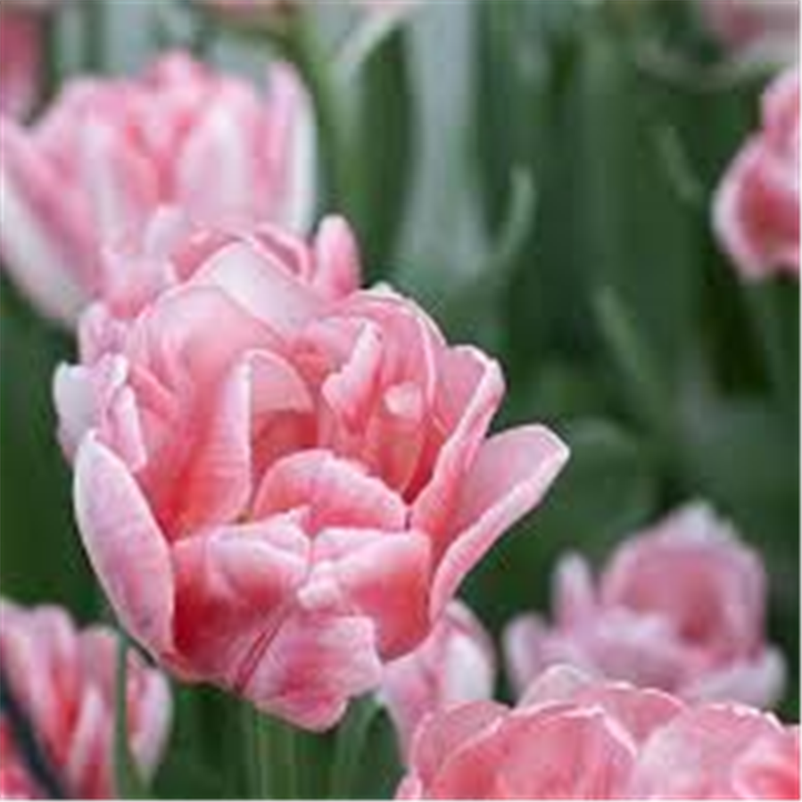 Pildīta tulpe FOXTROT 5gab
