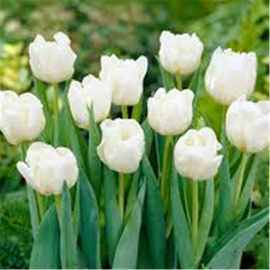 Pildīta Tulpe Mondial 5gab