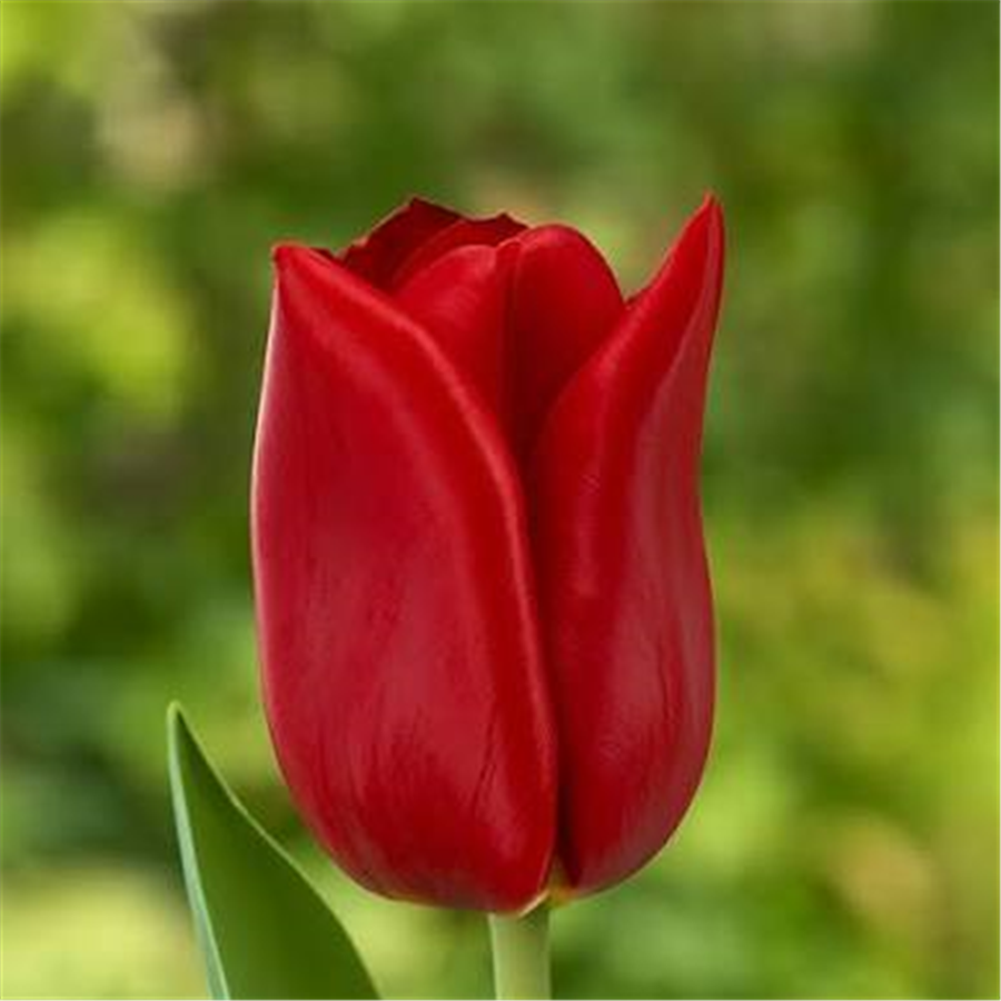 Triumfa Tulpe Strong Love 5gab