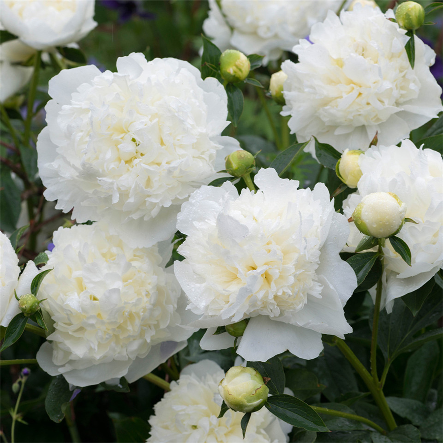 Peonija DUCHESSE DE NEMOURS