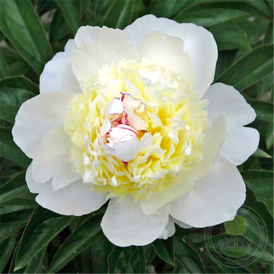 Peonija FESTIVA PIXIE