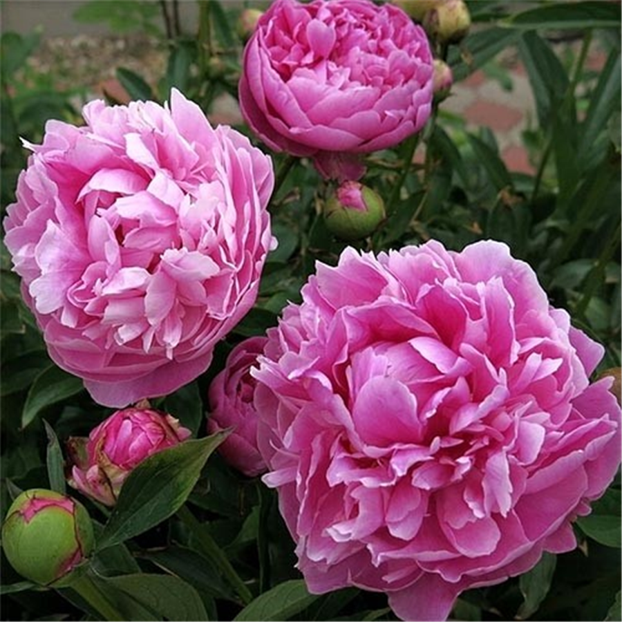 Peonija JACORMA