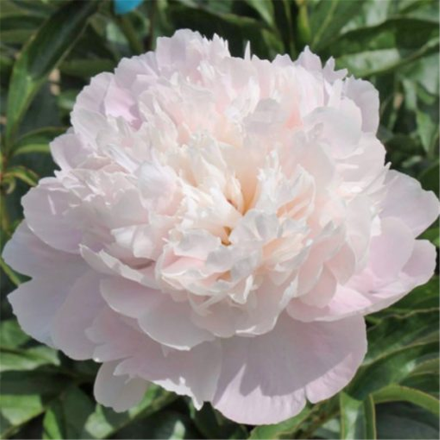 Peonija LADY ALEXANDRA DUFF