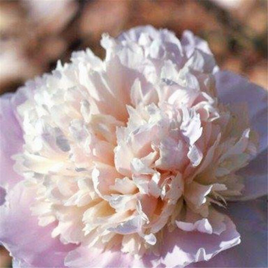 Peonija MADAME CALOT
