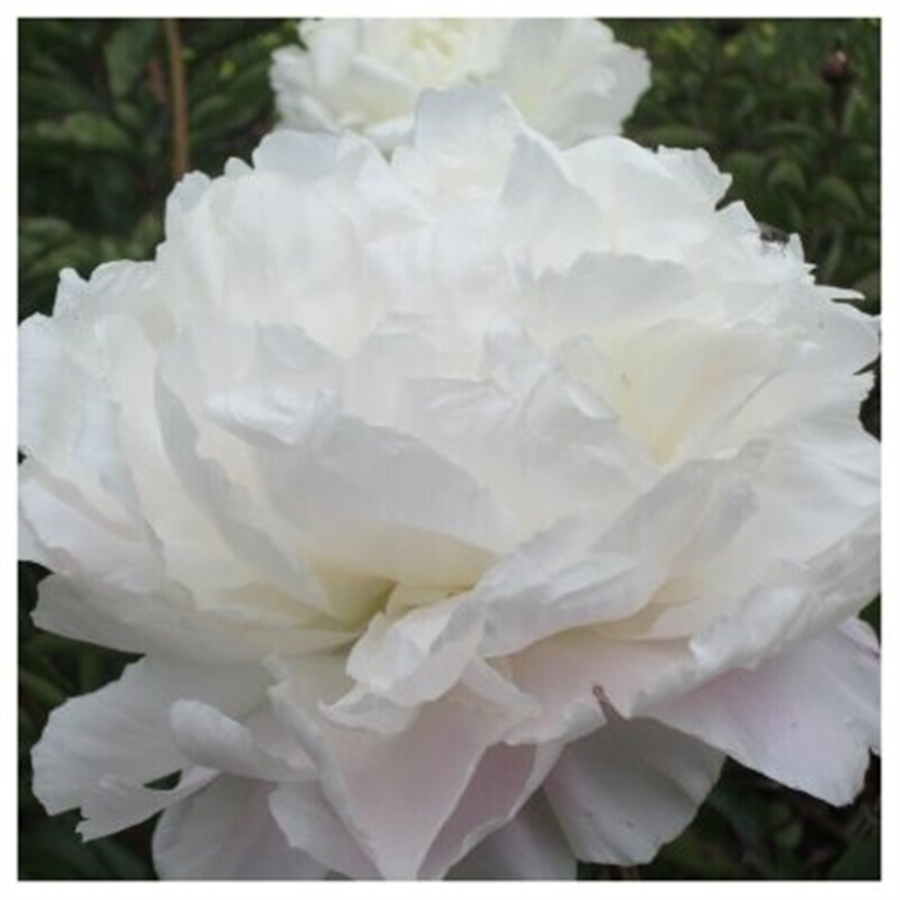 Peonija MARIE LEMOINE