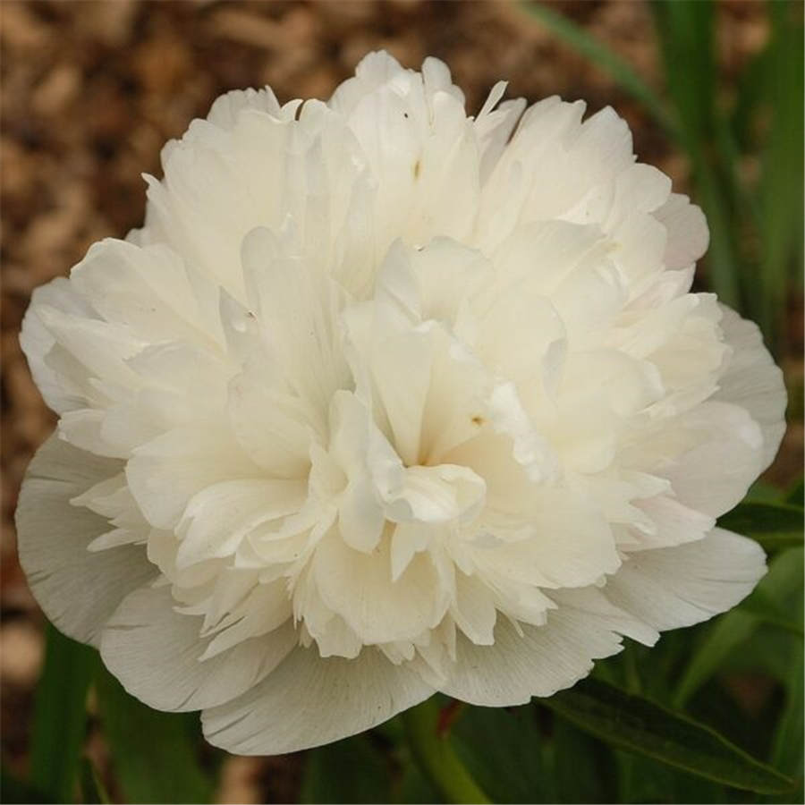 Peonija ALBA PLENA