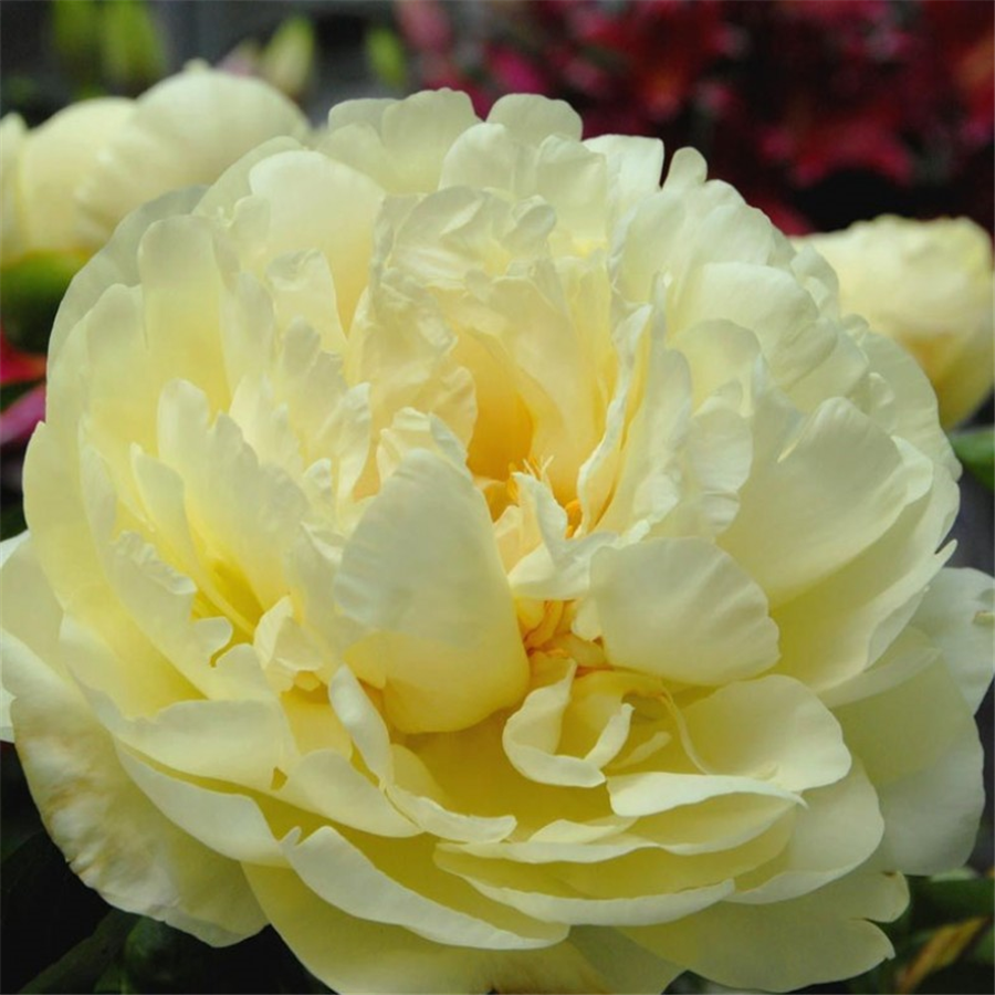 Peonija Lemon Chiffon