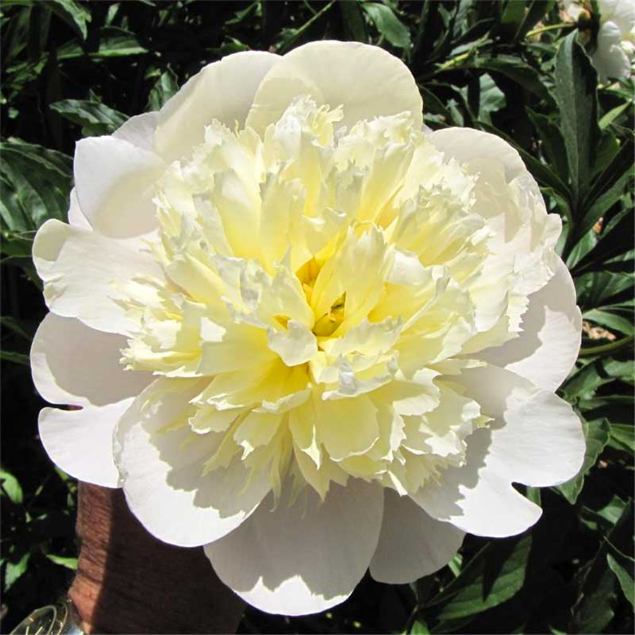 Peonija Primevere