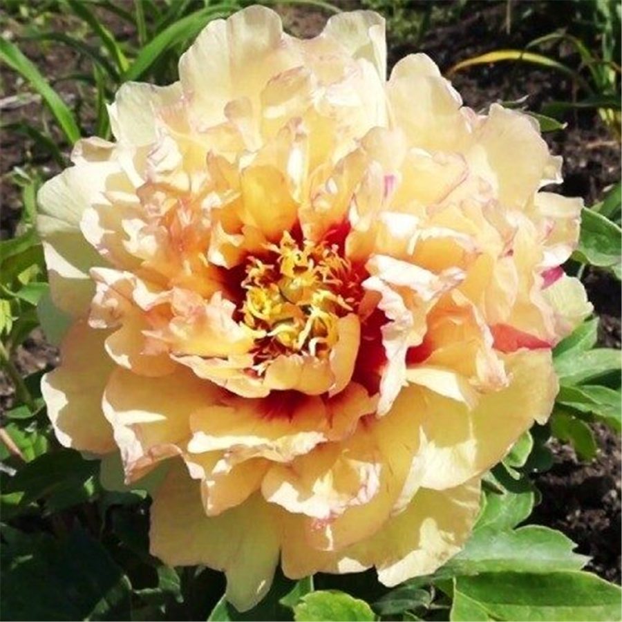 Peonija Canary Brilliant