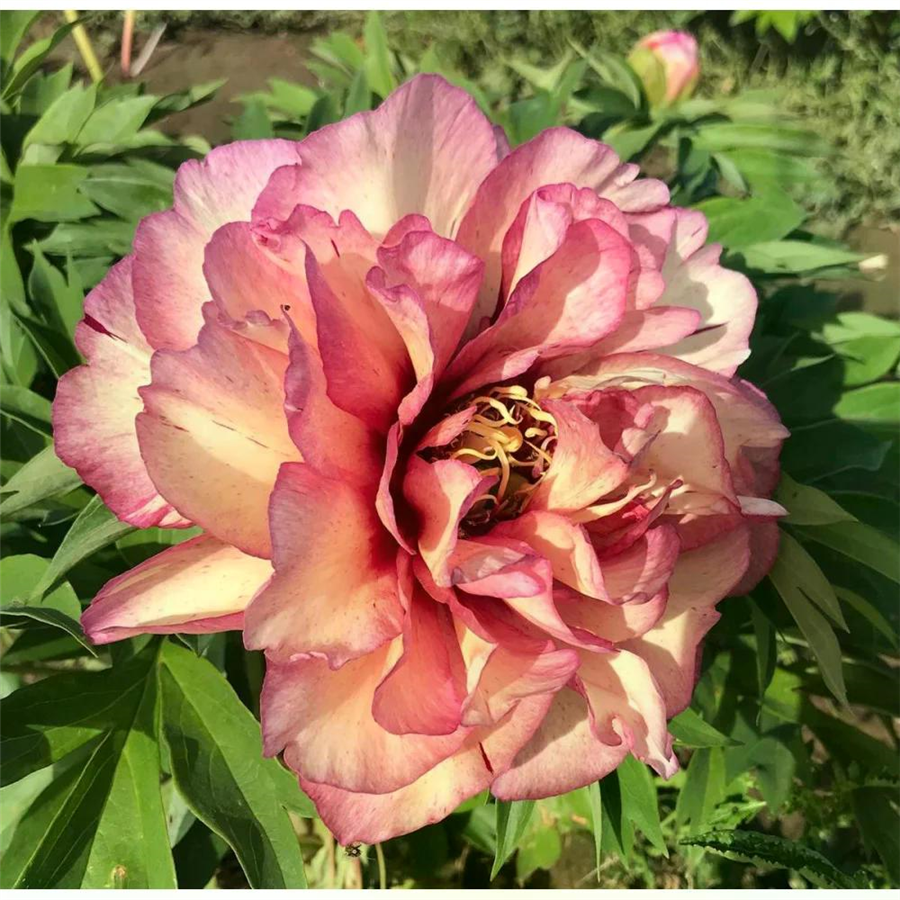 Peonija - Paeonia Itoh HILLARY