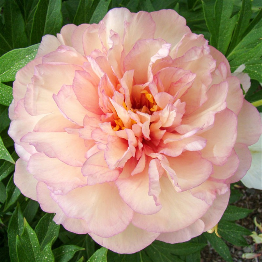 Peonija - Paeonia Itoh SCRUMDIDLEUMPTIOUS