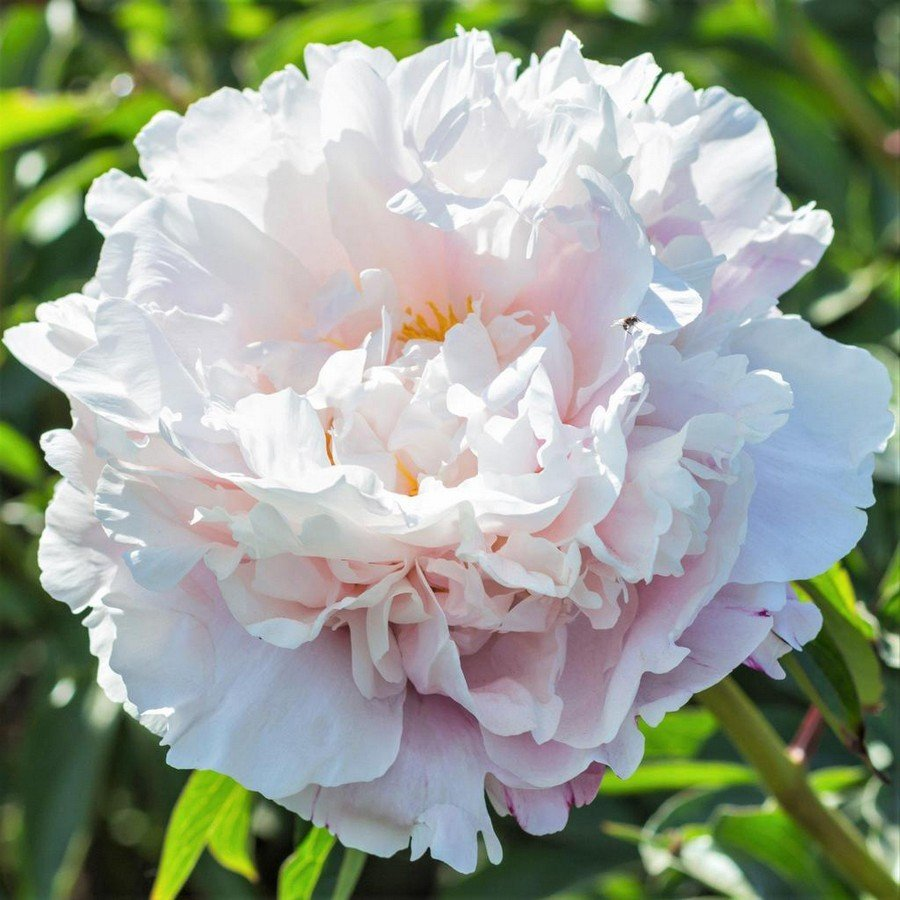 Peonija GARDENIA