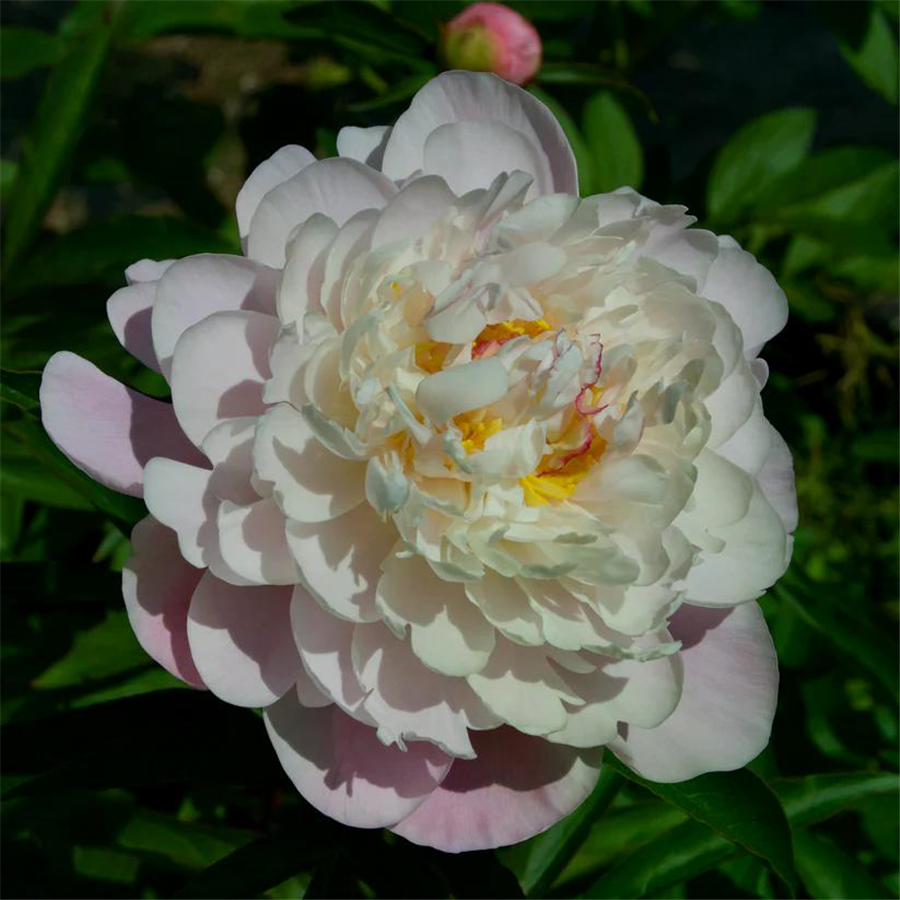 Peonija CATHARINA FONTIJN