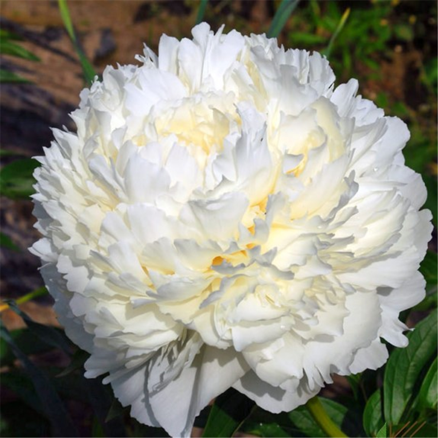 Peonija BOWL OF CREAM
