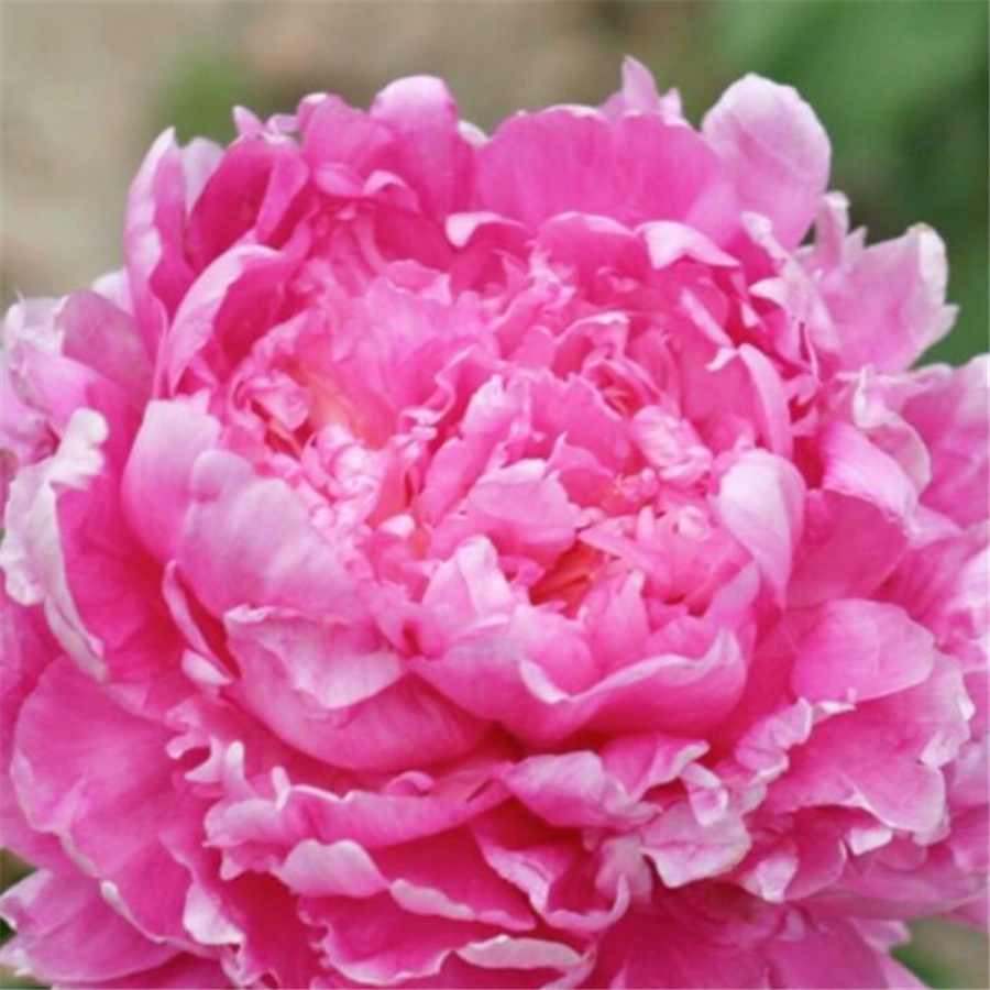 Peonija EMMA KLEHM
