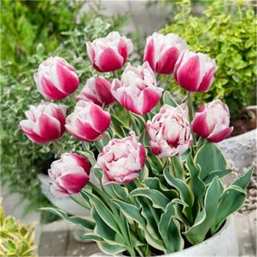 Tulpe TOPLIPS 5gab