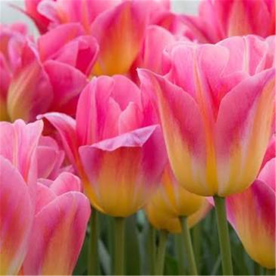 Tulpe TOM POUCE 5gab