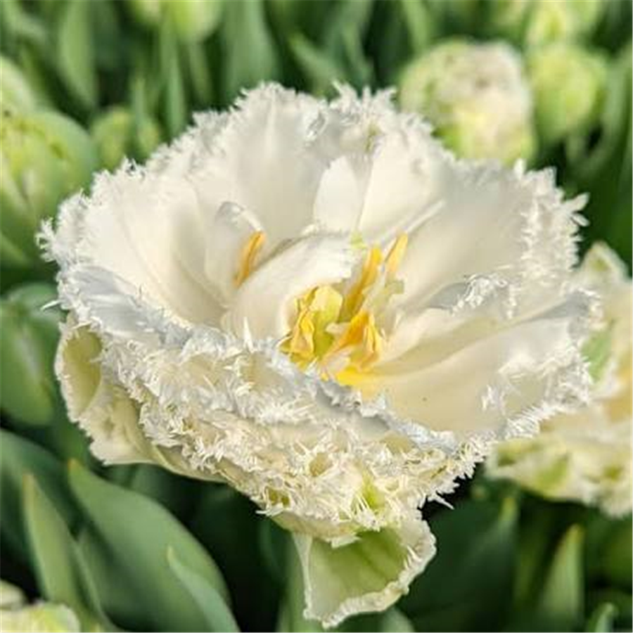 Tulpe SNOW CRYSTAL 5gab