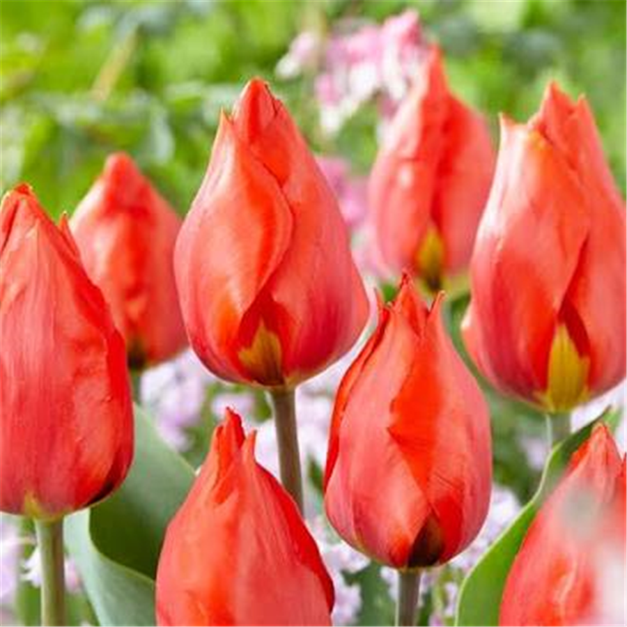 Tulpe RED PARADISE 5gab