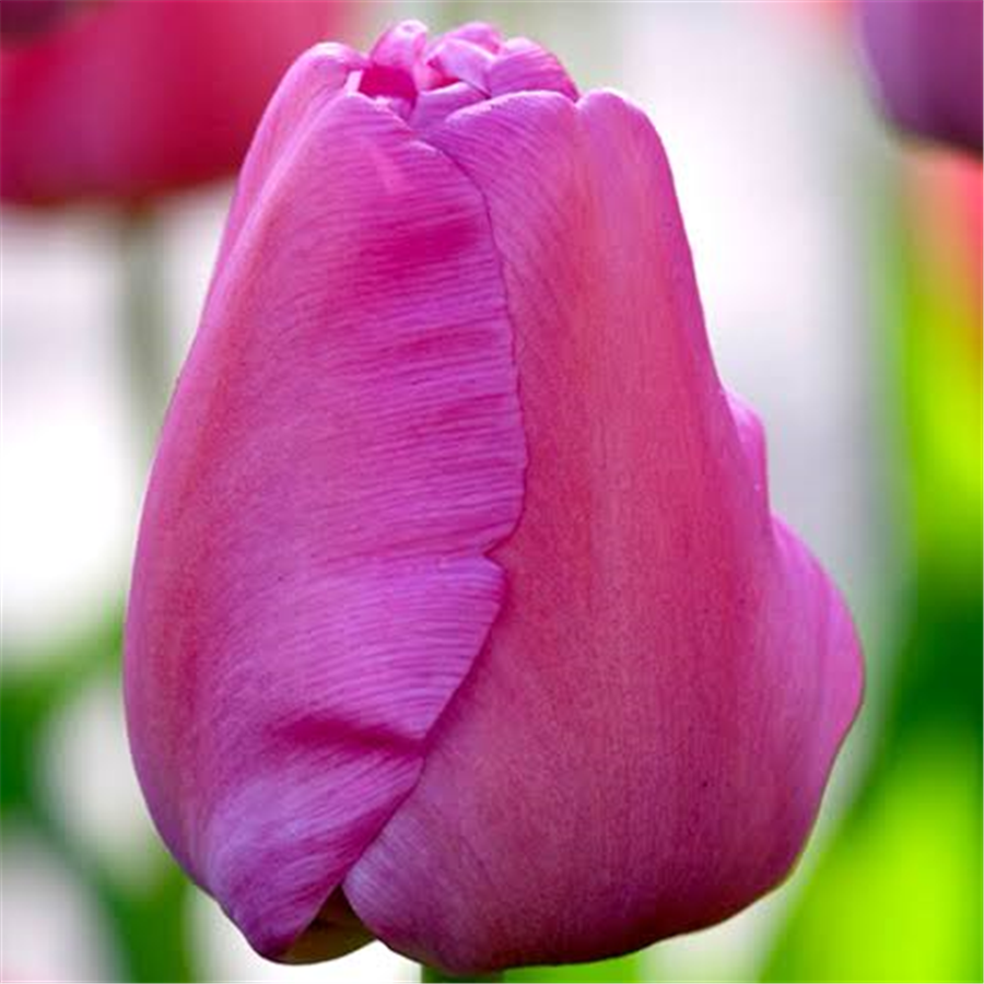 Tulpe PURPLE PRIDE 5gab