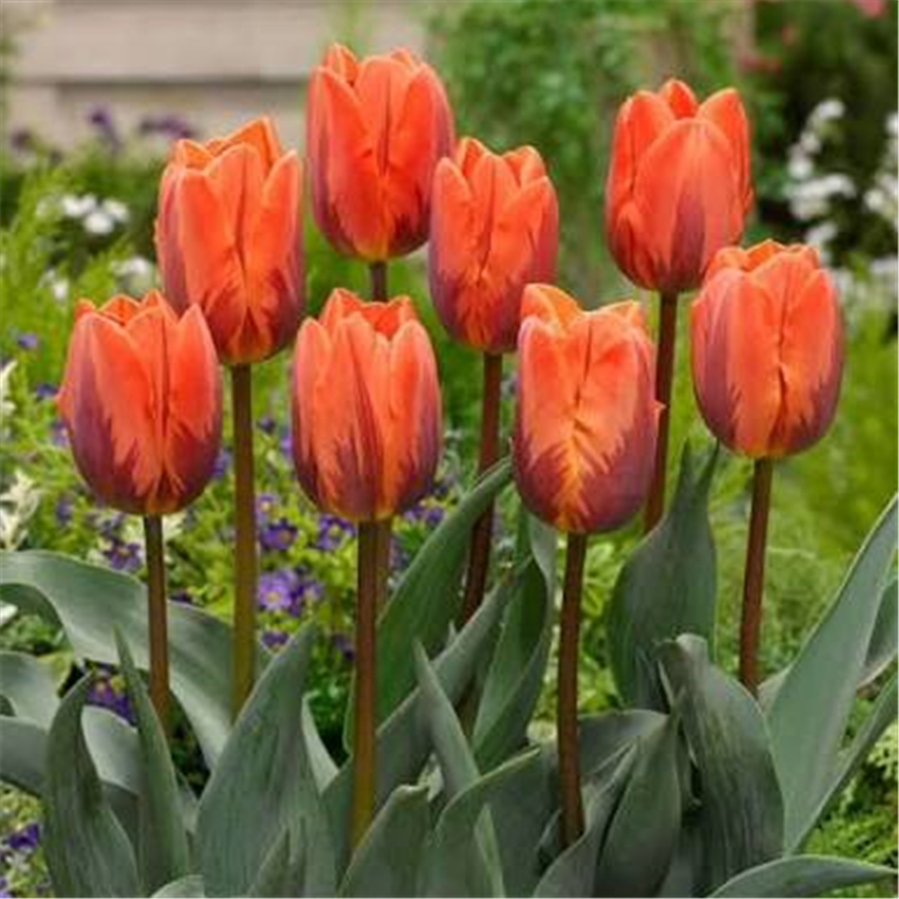 Tulpe PRINSES IRENE 5gab