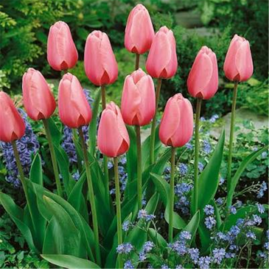 Tulpe PINK IMPRESSION 5gab