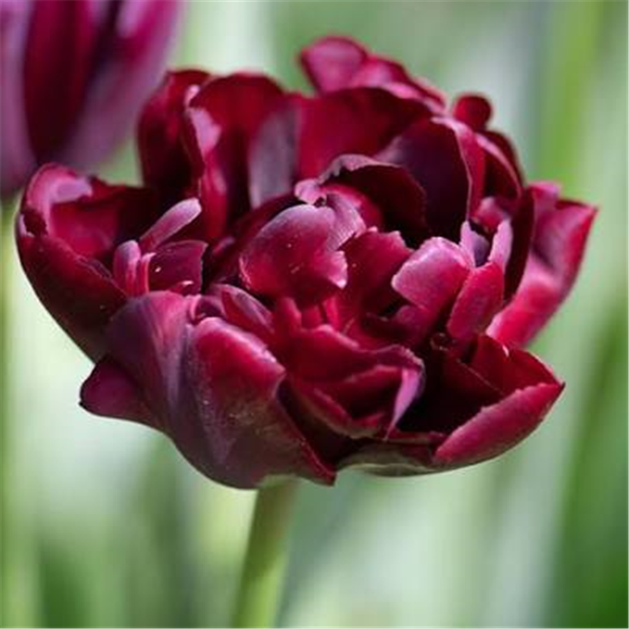 Tulpe PALMYRA 5gab