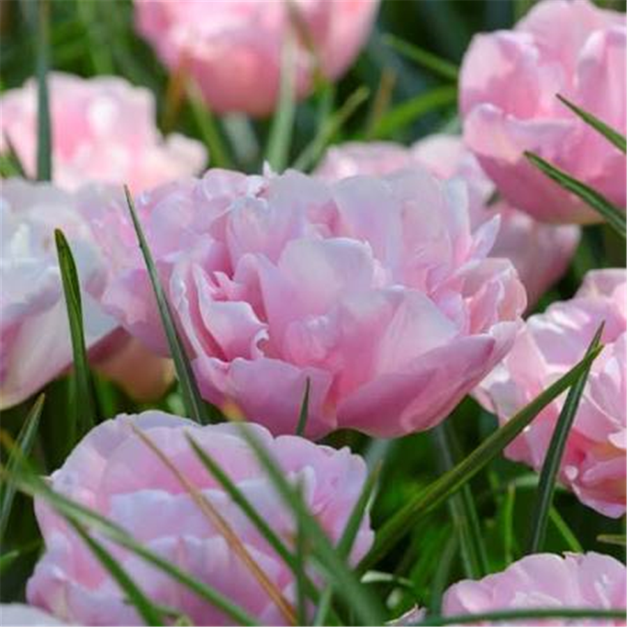 Tulpe MARIAGE 5gab