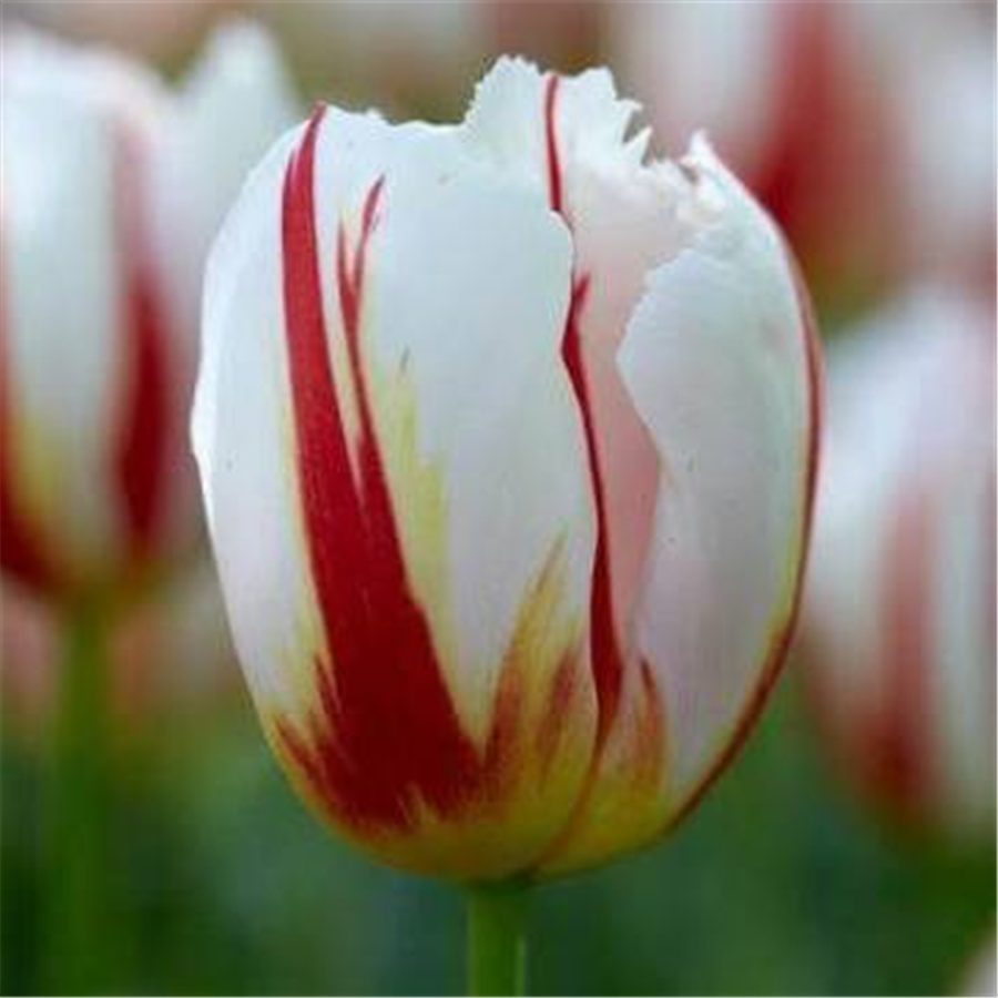 Tulpe HAPPY GENERATION 5gab