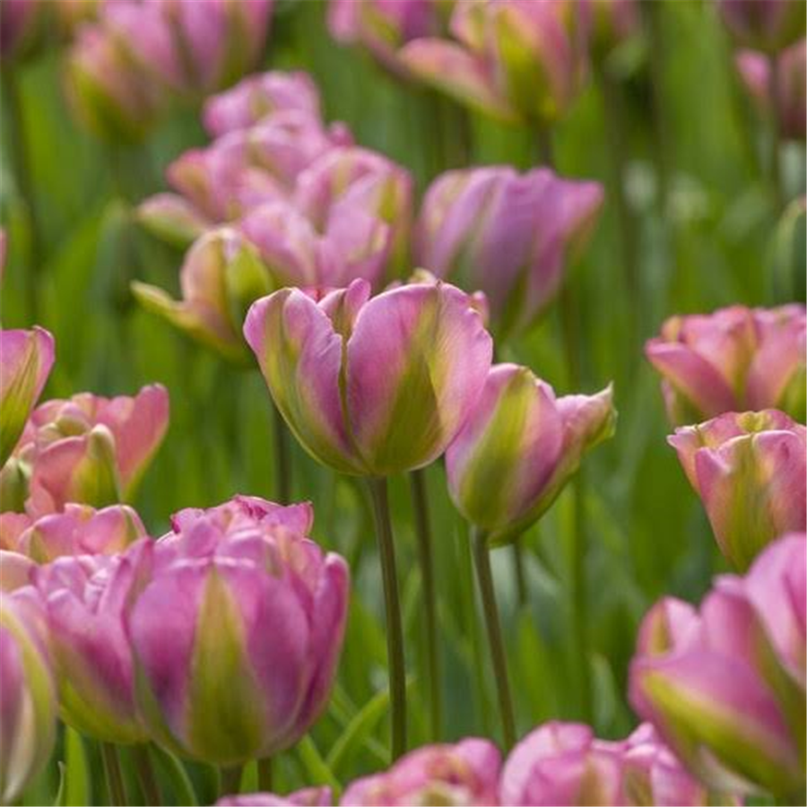 Tulpe GREENLAND VIRIDIFLORA 5gab