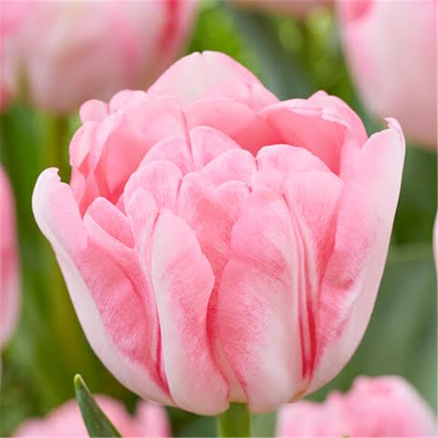 Tulpe FOXY FOXTROT 5gab