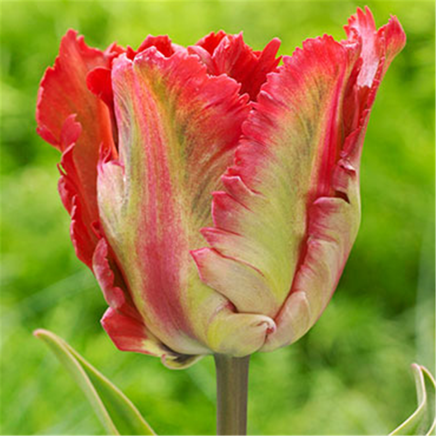 Tulpe FLAMING PARROT 5gab