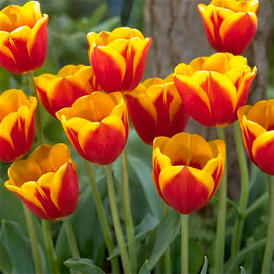 Tulpe FLAIR SINGLE EARLY 5gab