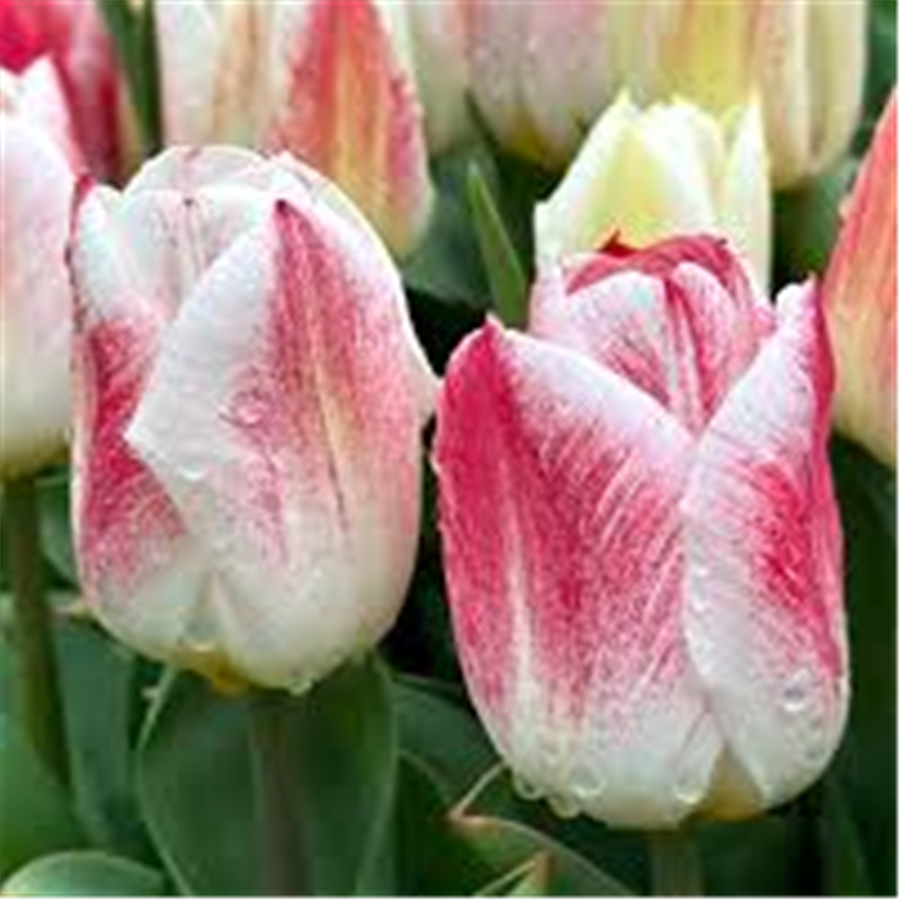 Tulpe CALGARY SENSATION 5gab