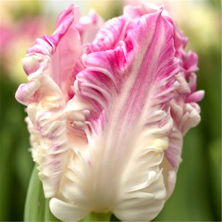 Tulpe CABANNA 5gab