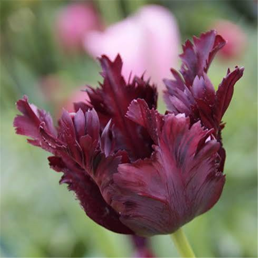 Tulpe BLACK PARROT 5gab