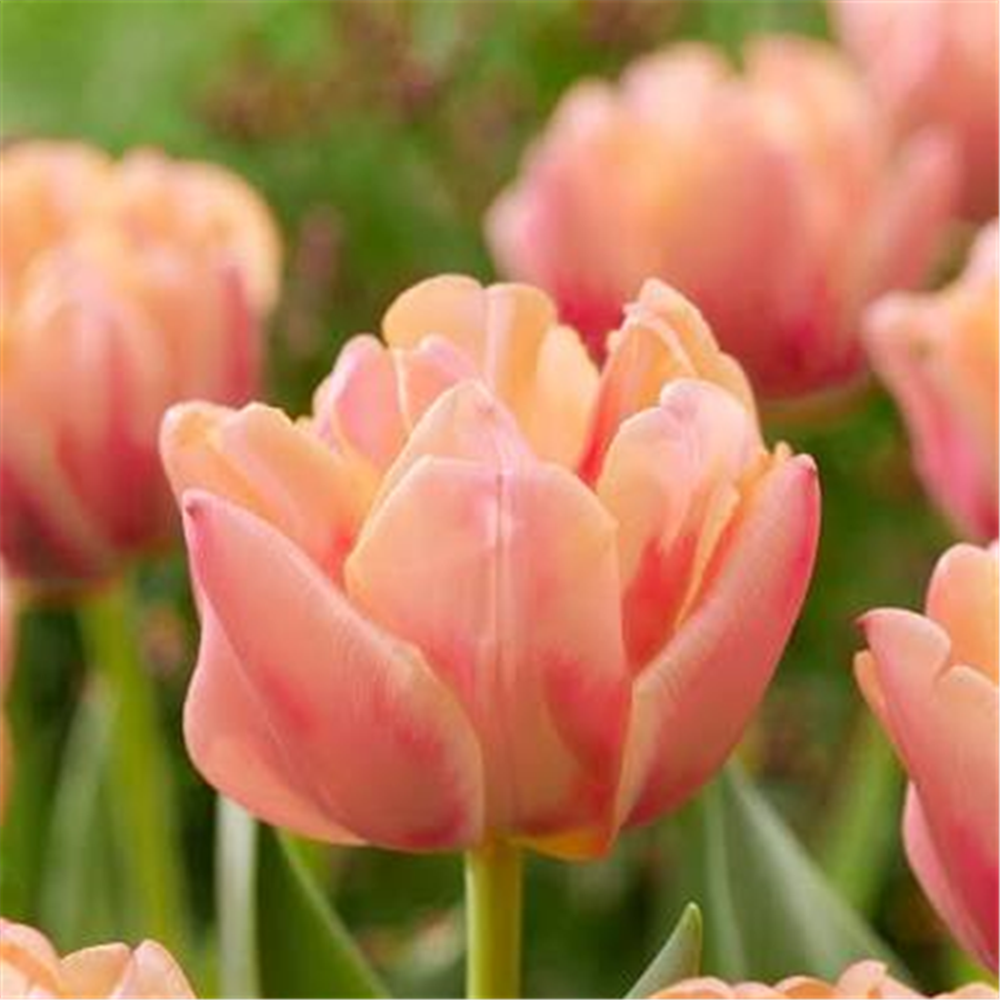 Tulpe APRICOT SYMBIOSE 5gab
