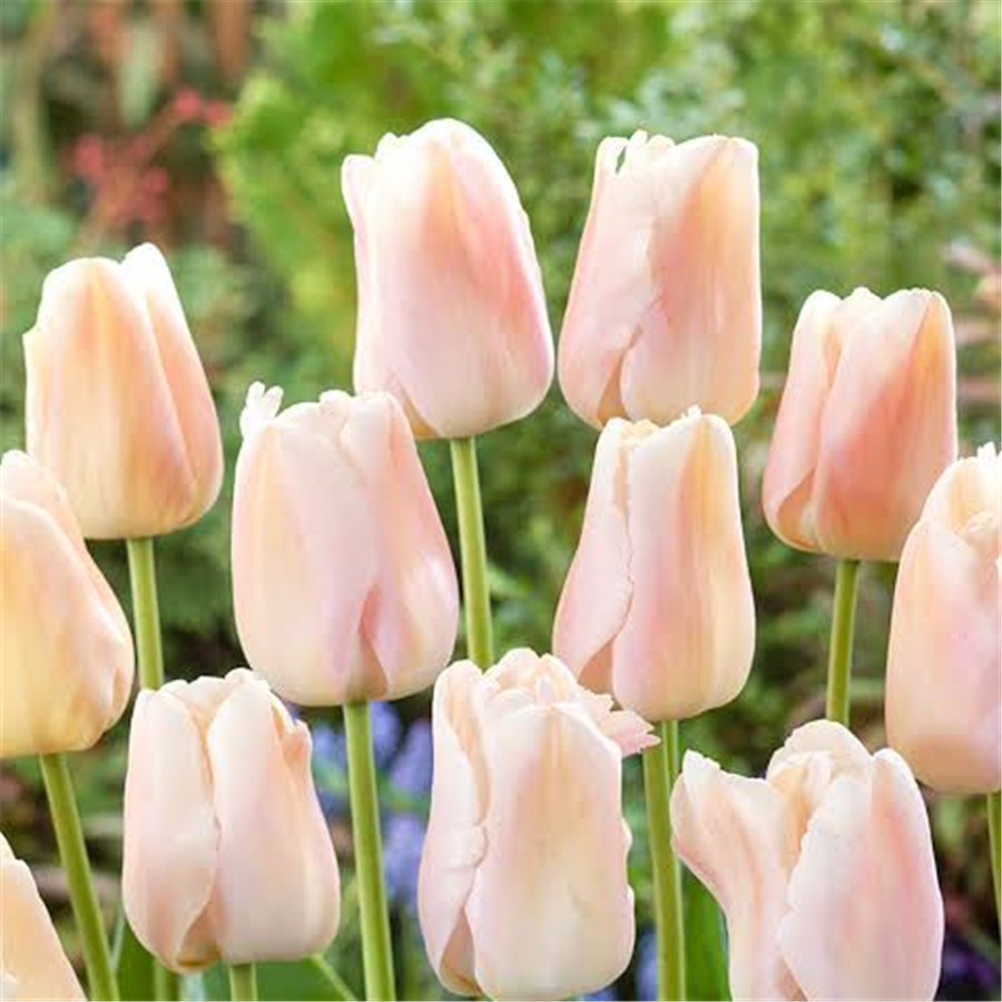 Tulpe APRICOT PRIDE 5gab