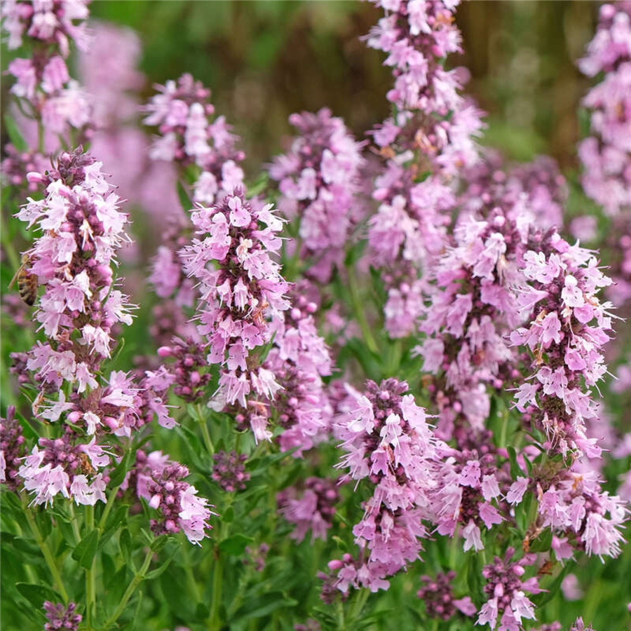 Ārstnieciskais izops - Hyssopus officinalis ROSEUS, P11