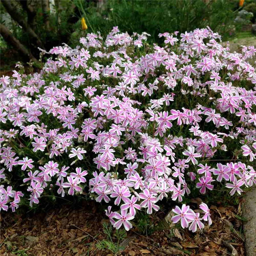 Aslapu floksis - Phlox subulata CANDY STRIPES P9