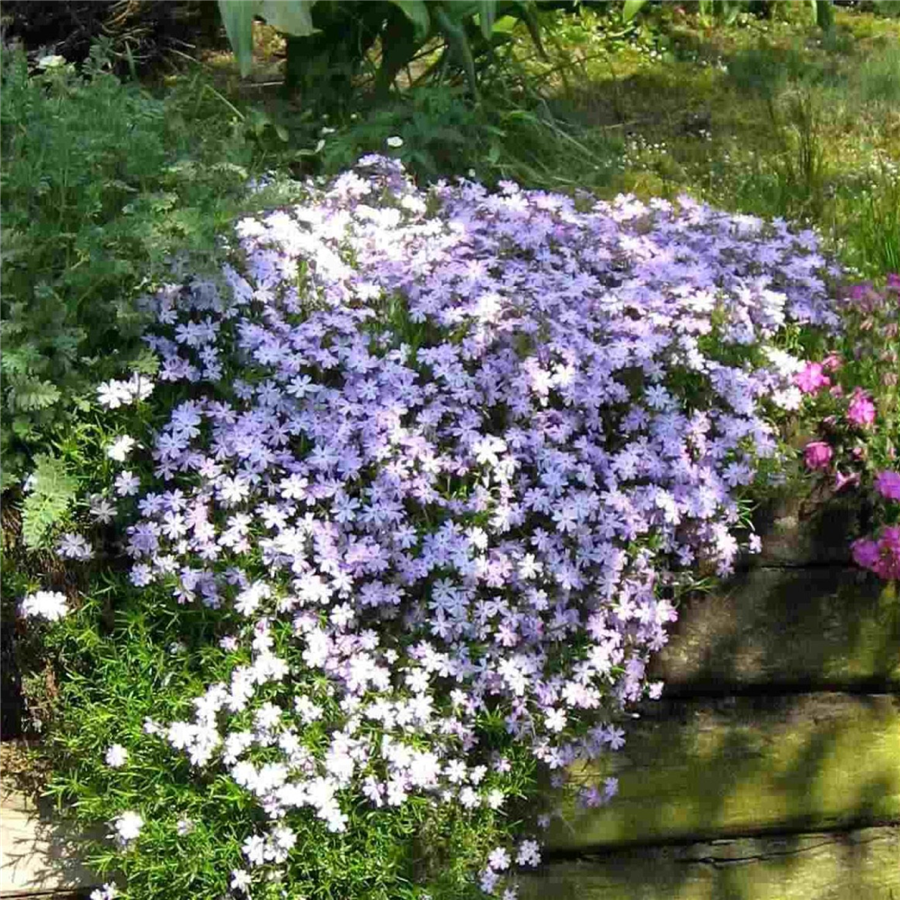 Aslapu floksis - Phlox subulata EMERALD CUSHION BLUE P9